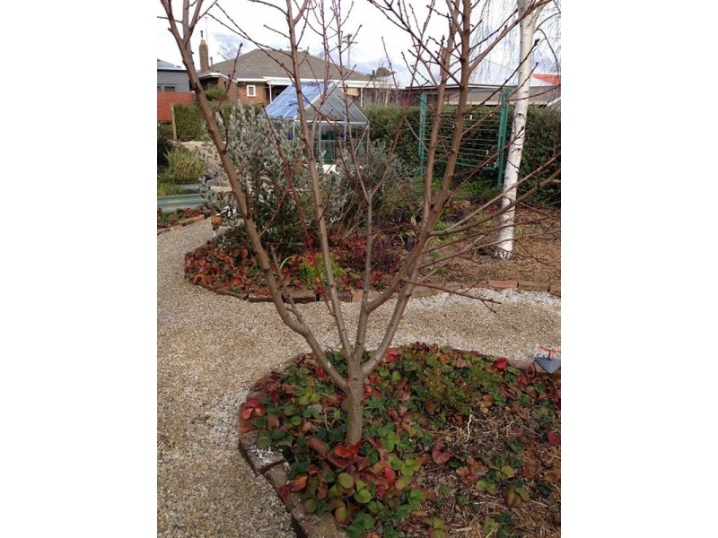 413 Summer Street, Orange NSW 2800