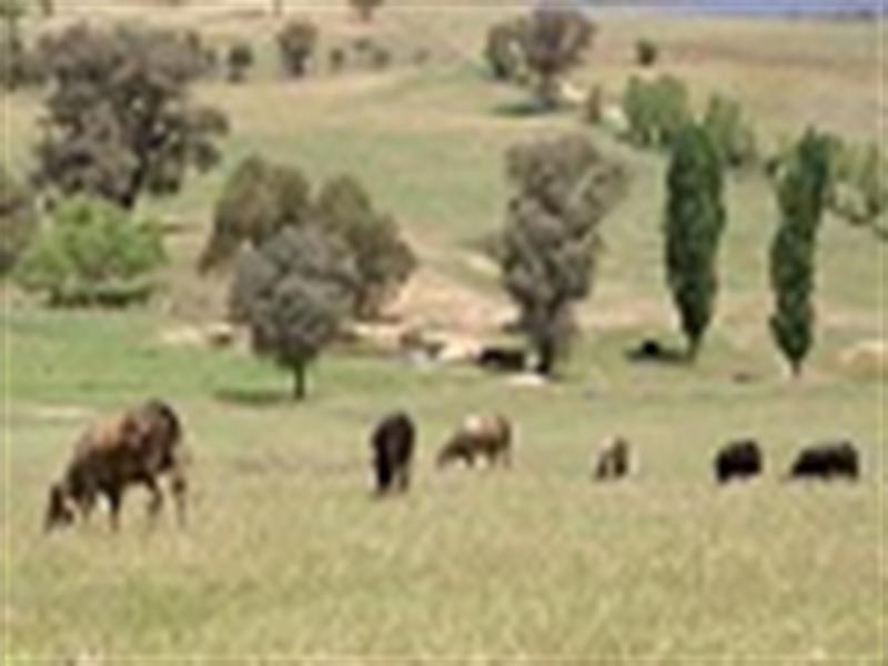 Belmore 2345 Ophir Road, Orange NSW 2800