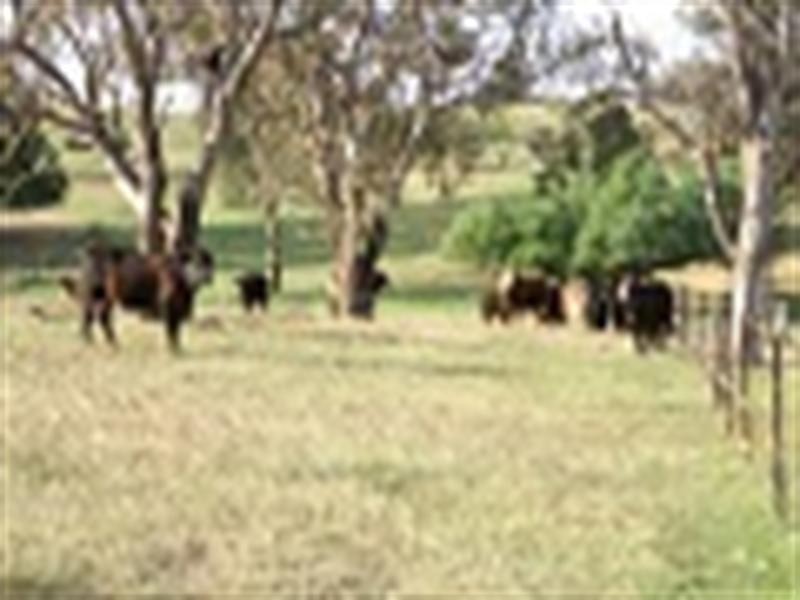 Belmore 2345 Ophir Road, Orange NSW 2800