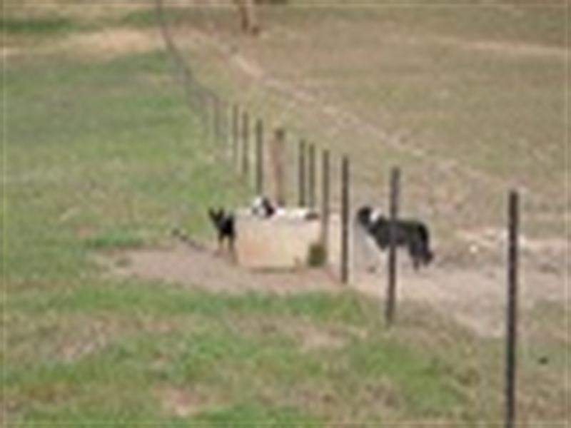 Belmore 2345 Ophir Road, Orange NSW 2800