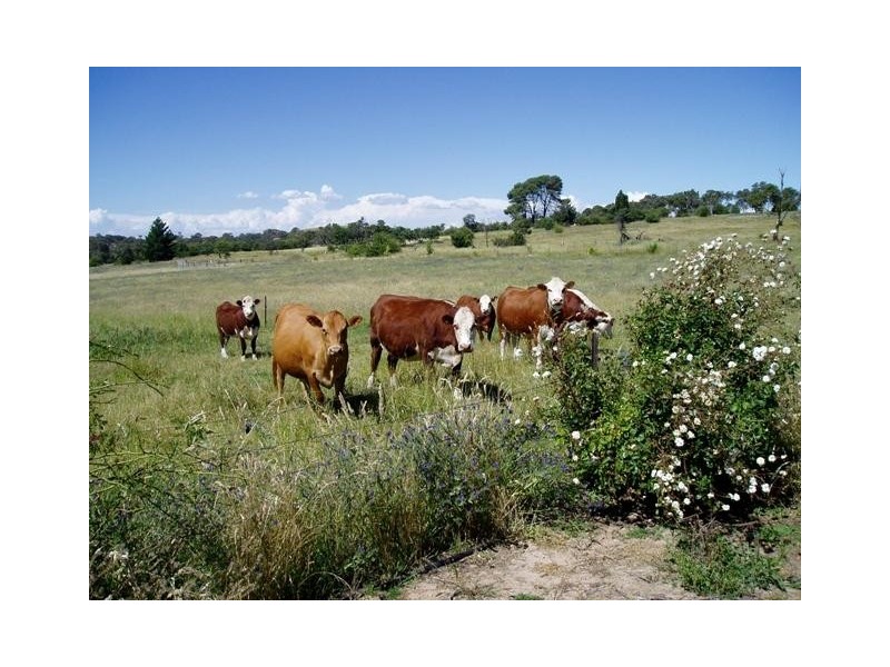 “Niela Millthorpe, Millthorpe NSW 2798