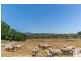 91 Radnedge Lane, Borenore NSW 2800
