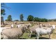 91 Radnedge Lane, Borenore NSW 2800
