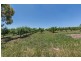 91 Radnedge Lane, Borenore NSW 2800