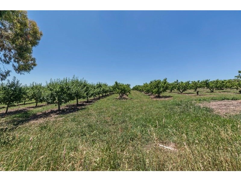 91 Radnedge Lane, Borenore NSW 2800
