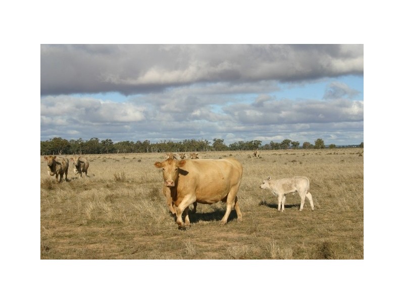 Worrongorrah Condobolin Road, Condobolin NSW 2877