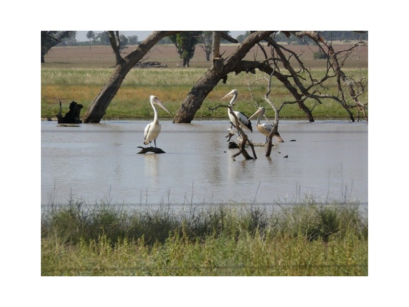 Worrongorrah Condobolin Road, Condobolin NSW 2877