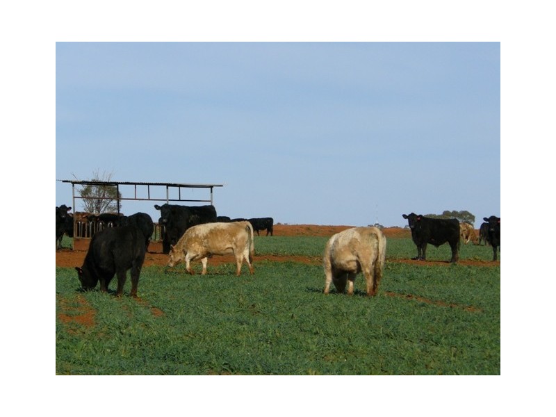 Worrongorrah Condobolin Road, Condobolin NSW 2877