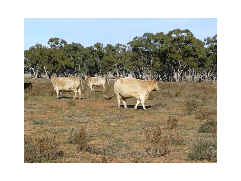 Worrongorrah Condobolin Road, Condobolin NSW 2877