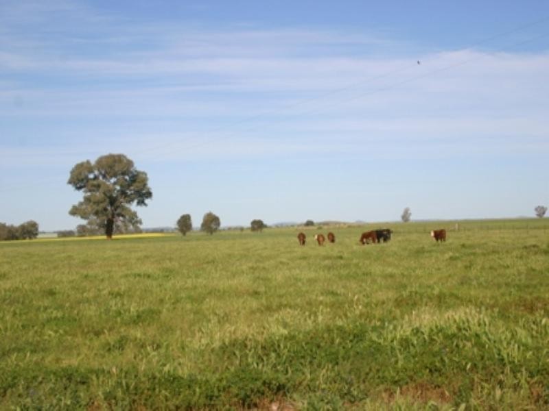 Rose Villa Eugowra Road, Canowindra NSW 2804