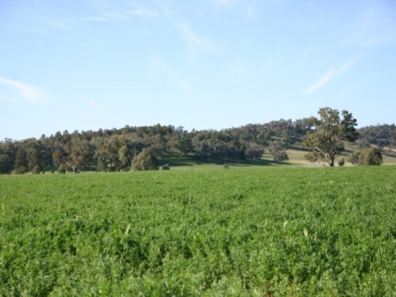 Rose Villa Eugowra Road, Canowindra NSW 2804