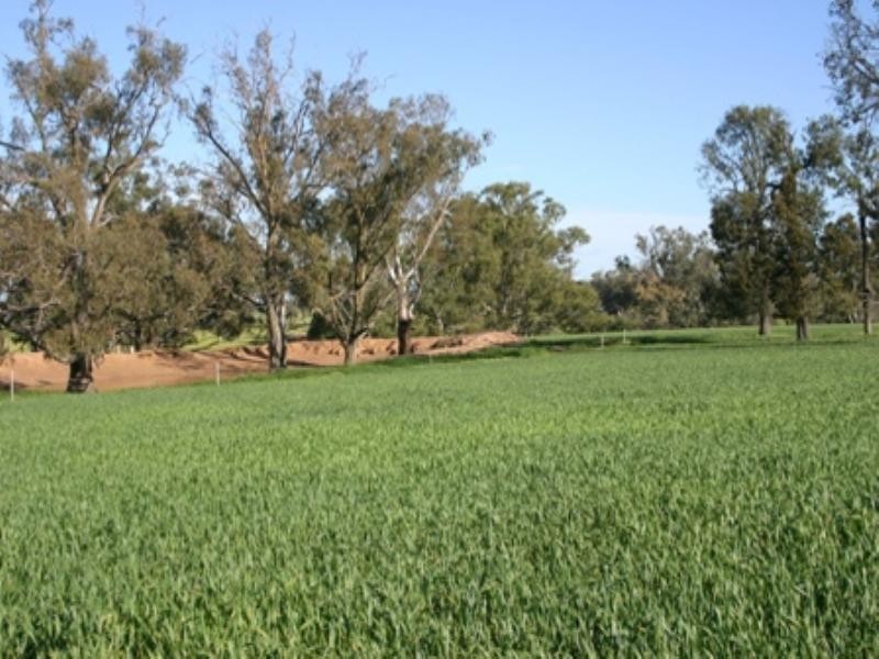 Rose Villa Eugowra Road, Canowindra NSW 2804