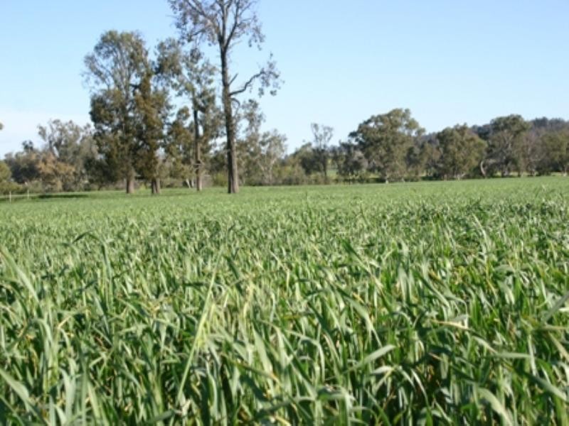 Rose Villa Eugowra Road, Canowindra NSW 2804