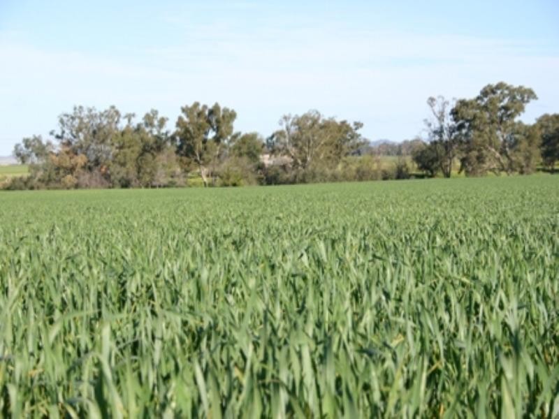 Rose Villa Eugowra Road, Canowindra NSW 2804