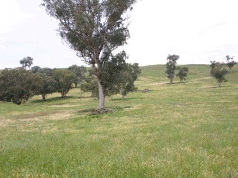 “Bellevue” Eadvale Road, Molong NSW 2866