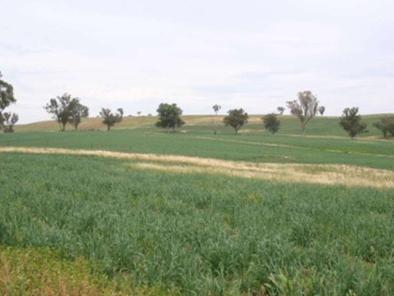 “Bellevue” Eadvale Road, Molong NSW 2866