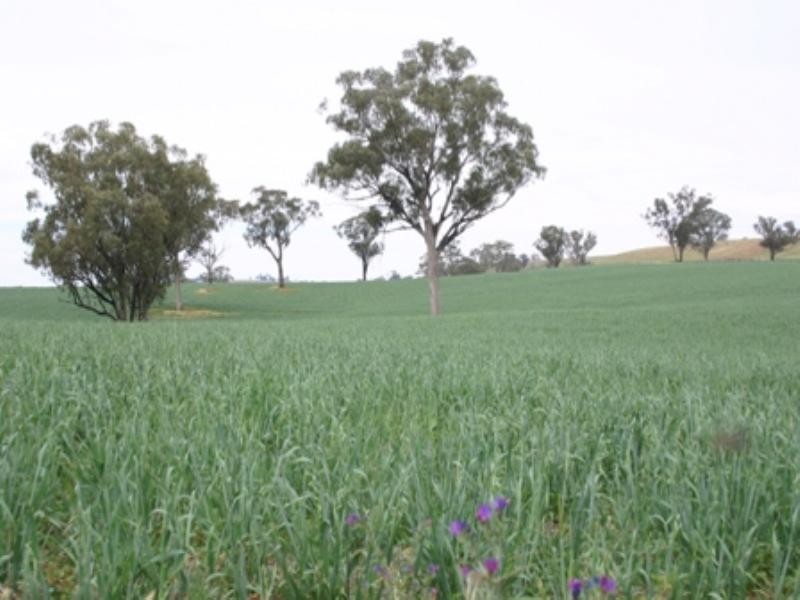 “Bellevue” Eadvale Road, Molong NSW 2866