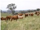 “Bellevue” Eadvale Road, Molong NSW 2866
