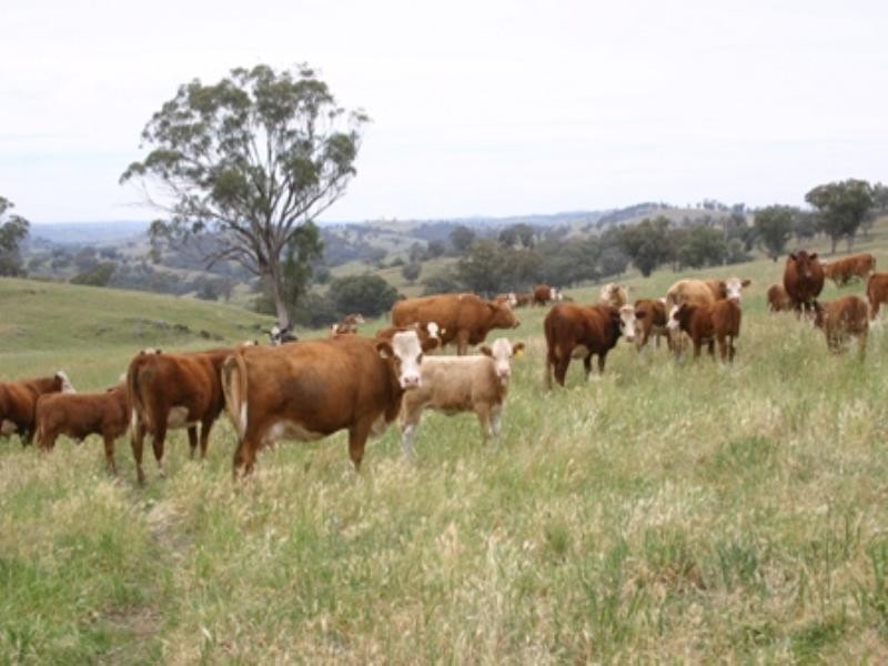 “Bellevue” Eadvale Road, Molong NSW 2866