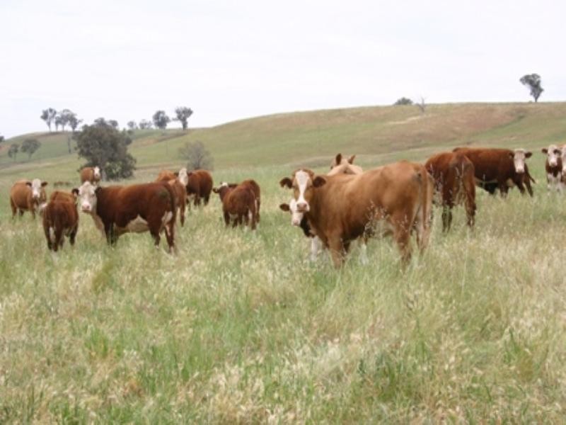 “Bellevue” Eadvale Road, Molong NSW 2866