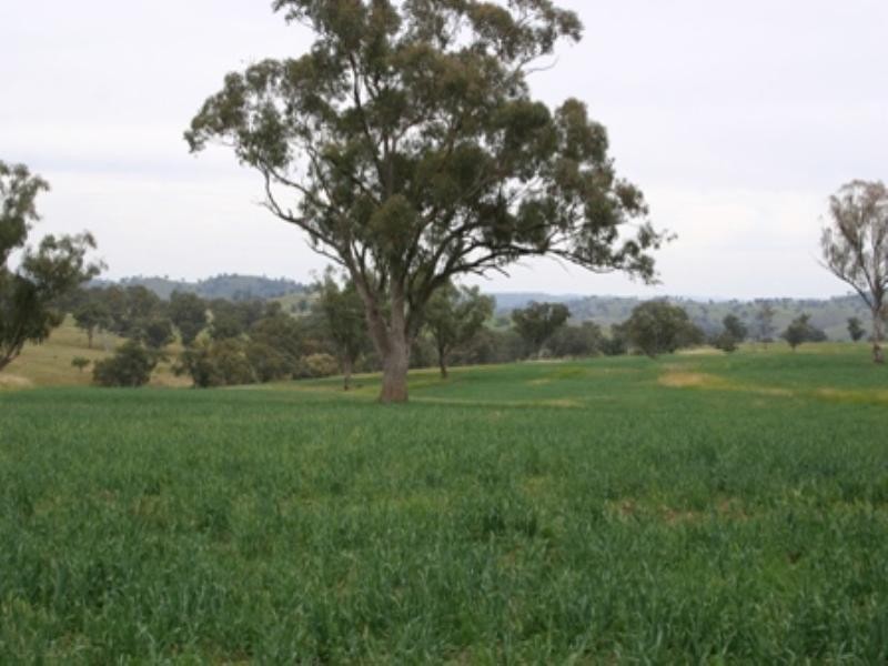 “Bellevue” Eadvale Road, Molong NSW 2866