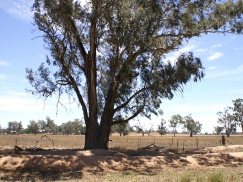 “Benamere” Lachlan Valley Way, Gooloogong NSW 2805