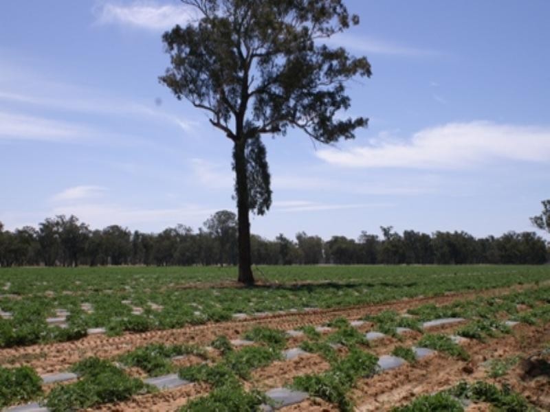 “Benamere” Lachlan Valley Way, Gooloogong NSW 2805