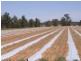 “Benamere” Lachlan Valley Way, Gooloogong NSW 2805