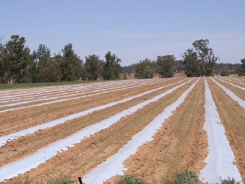 “Benamere” Lachlan Valley Way, Gooloogong NSW 2805