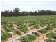 “Benamere” Lachlan Valley Way, Gooloogong NSW 2805