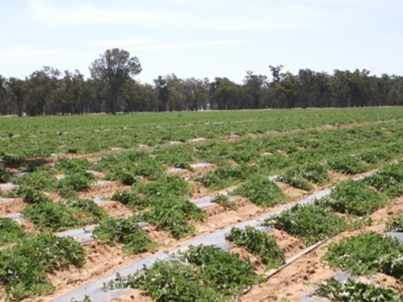 “Benamere” Lachlan Valley Way, Gooloogong NSW 2805