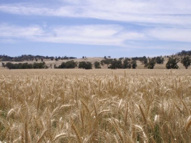 “Babynda” Eulimore Road, Eugowra NSW 2806