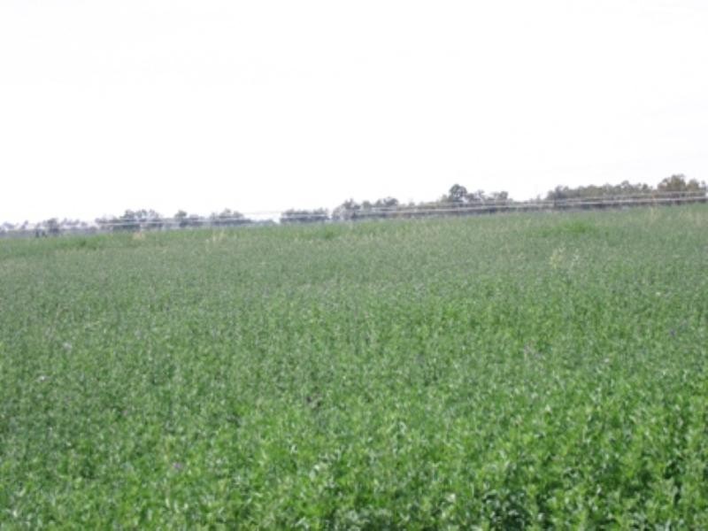 . Cowra Road, Gooloogong NSW 2805