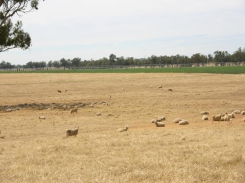 . Cowra Road, Gooloogong NSW 2805