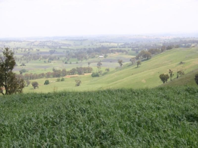 “Osmans 1326 Errowanbang Road, Errowanbang NSW 2791