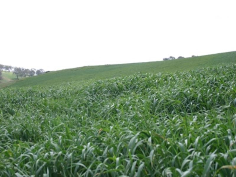 “Osmans 1326 Errowanbang Road, Errowanbang NSW 2791