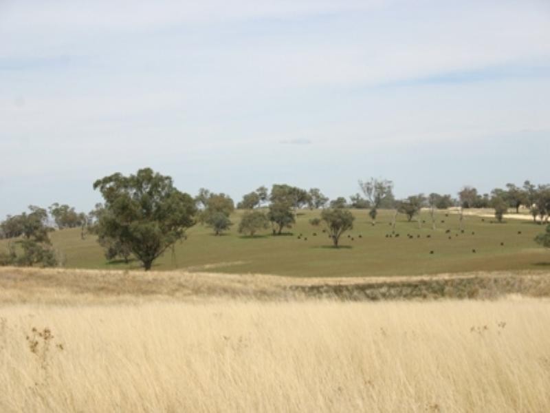 “Mundawora Cudal Road, Cudal NSW 2864