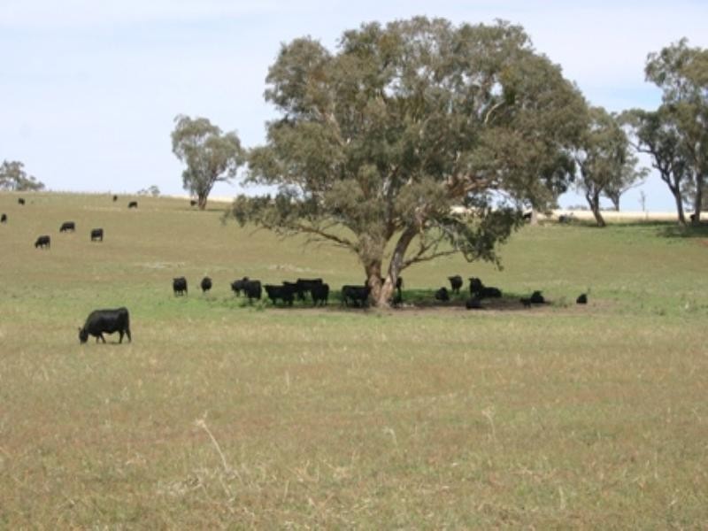 “Mundawora Cudal Road, Cudal NSW 2864