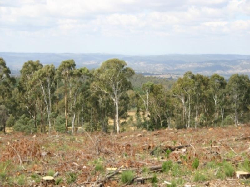 “Morning” 589 Lookout Road, Mullion Creek NSW 2800