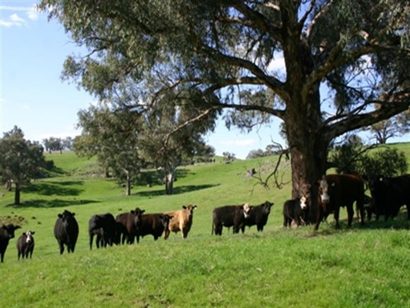 Belyarra Mcdonald Road, Orange NSW 2800