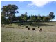 1718 Icely Road, Orange NSW 2800