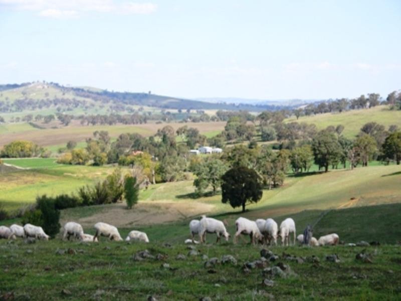 “Triangle Panuara Road, Orange NSW 2800