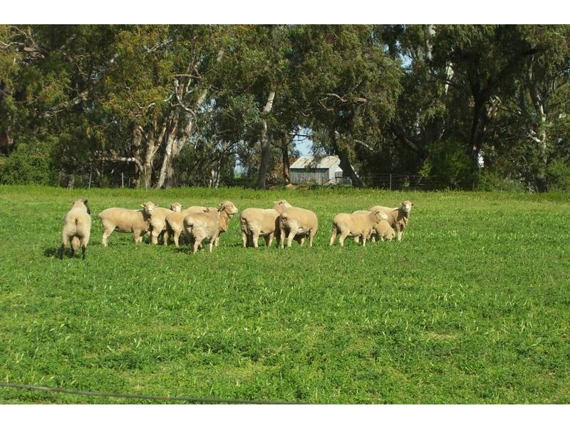 Brazil Watts Lane, Parkes NSW 2870