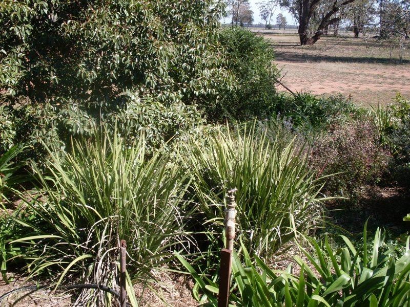 Oakvale Back Peak HIll Road, Peak Hill NSW 2869
