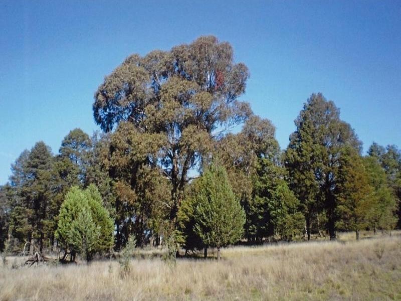 0 Lambert Springs Road, Cookamidgera NSW 2870