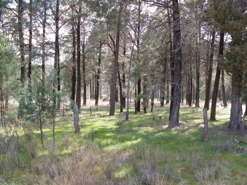 0 Lambert Springs Road, Cookamidgera NSW 2870