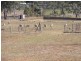 56 Polo Road, Rossmore NSW 2557