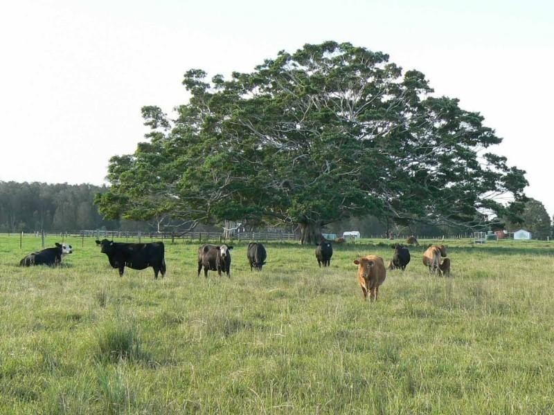 Hacks Ferry NSW 2441