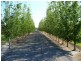 Bobs Farm NSW 2316