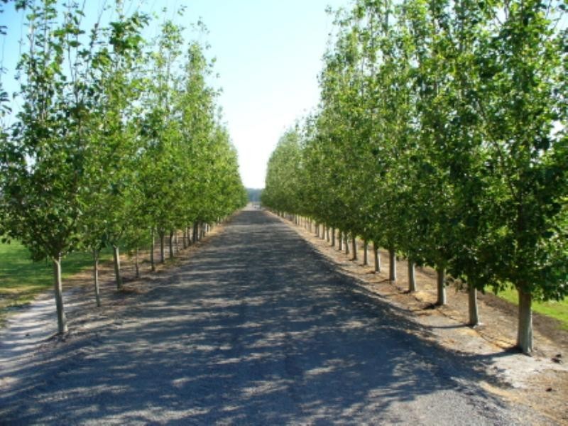 Bobs Farm NSW 2316